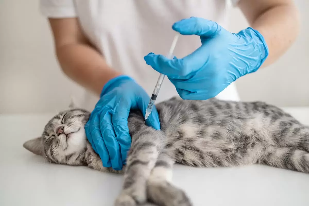 Aşı Vurulan Kedi