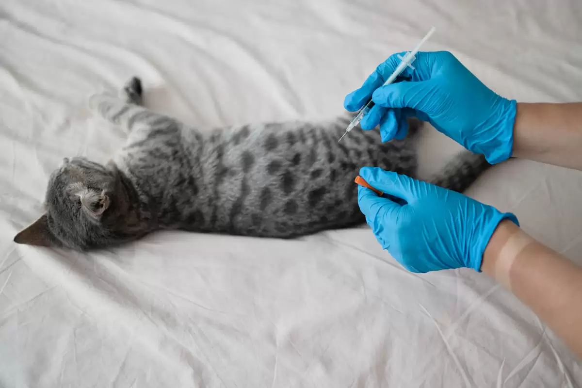 Kedi Aşı Öncesi Veteriner
