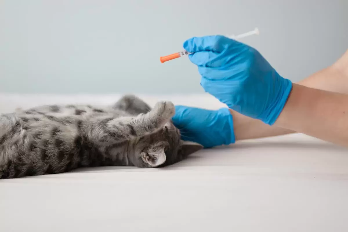 Kedi Aşı Öncesi Veteriner