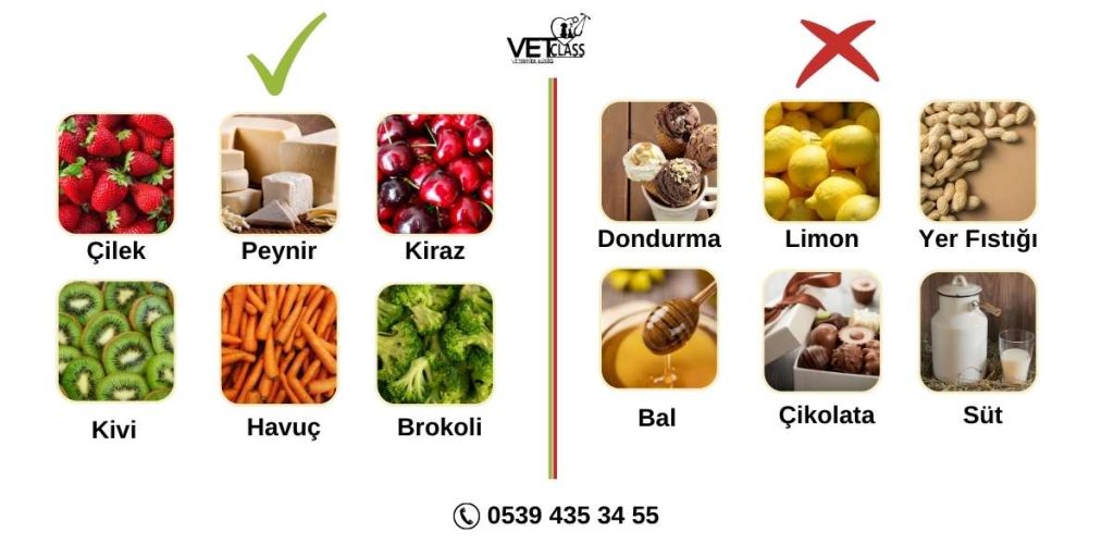 Muhabbet kuşlarının yediği ve yemediği yiyecekler