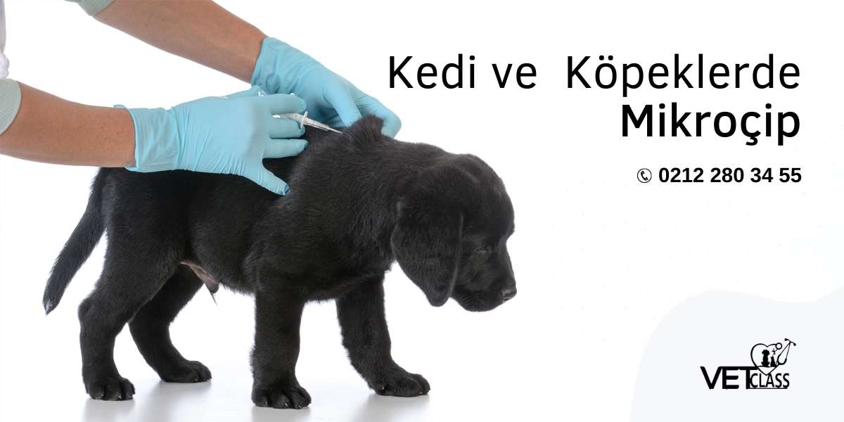 Kedi ve Köpeklerde mikroçip