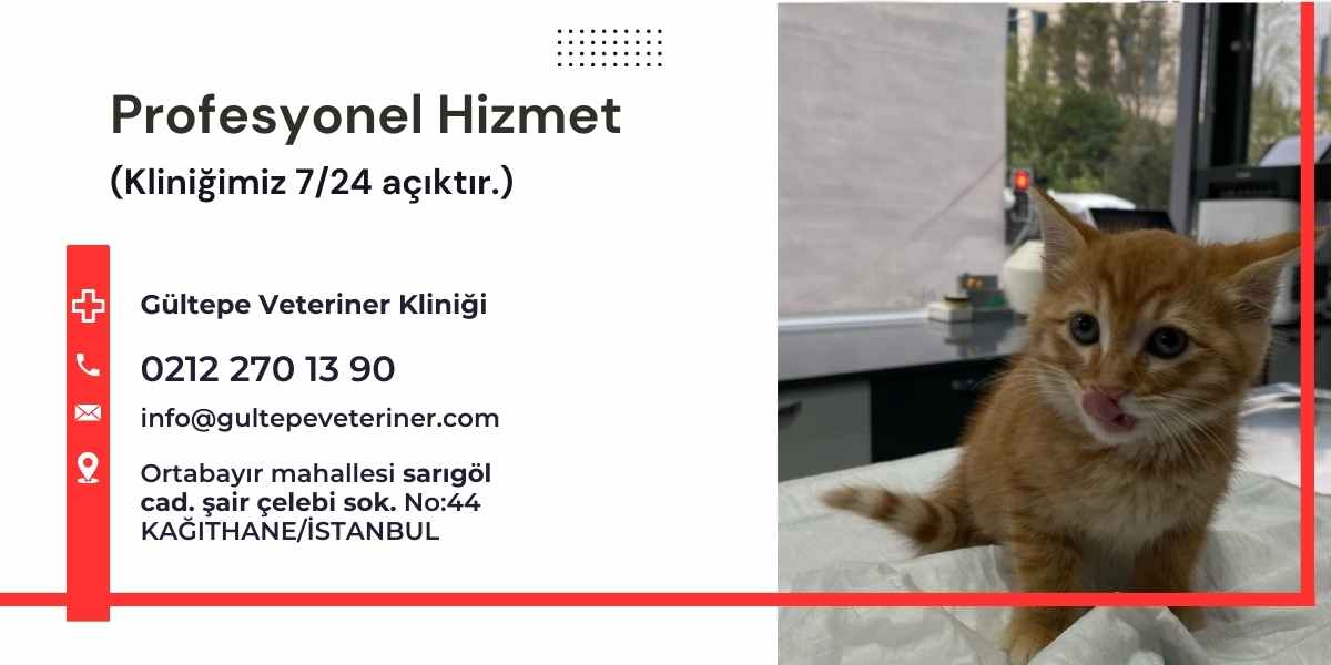 Veteriner Kliniği